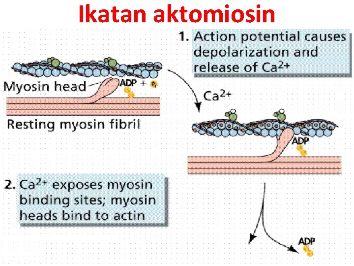 Ikatan aktomiosin 