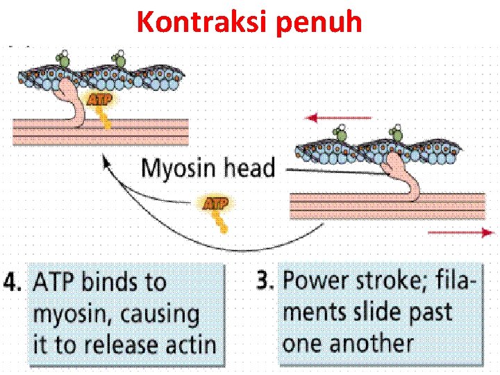 Kontraksi penuh 