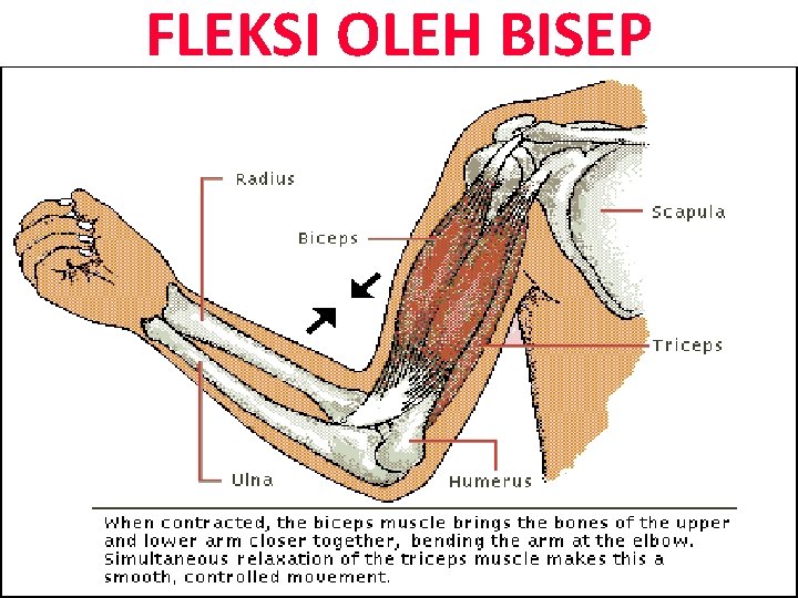 FLEKSI OLEH BISEP 