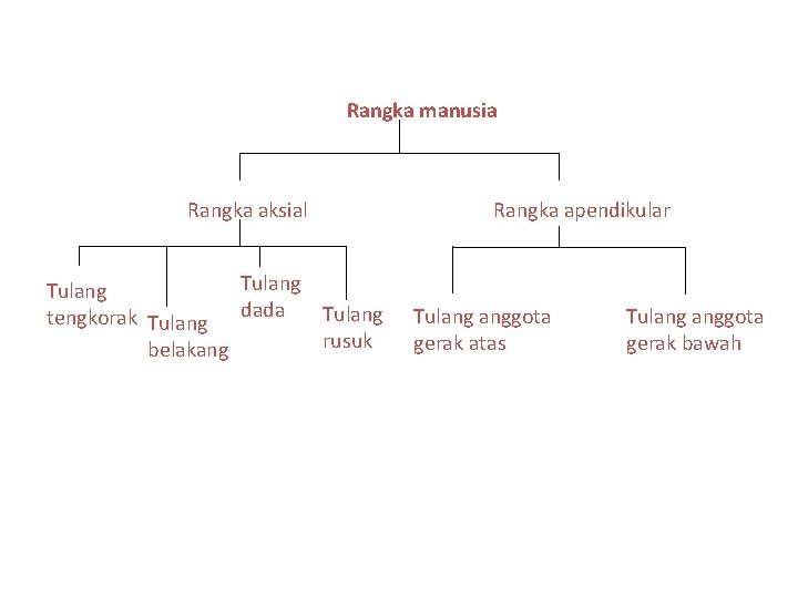Rangka manusia Rangka aksial Tulang tengkorak Tulang dada rusuk belakang Rangka apendikular Tulang anggota