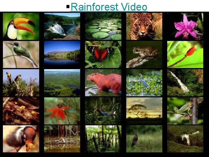 §Rainforest Video 