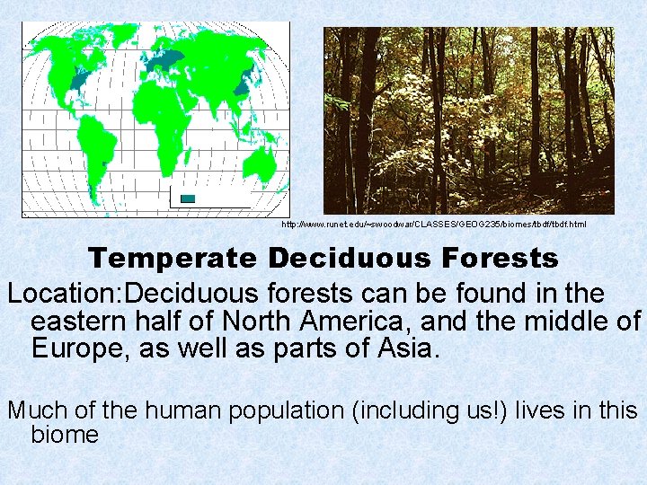 http: //www. runet. edu/~swoodwar/CLASSES/GEOG 235/biomes/tbdf. html Temperate Deciduous Forests Location: Deciduous forests can be