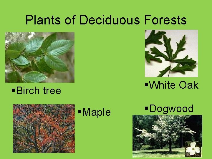 Plants of Deciduous Forests §White Oak §Birch tree §Maple §Dogwood 