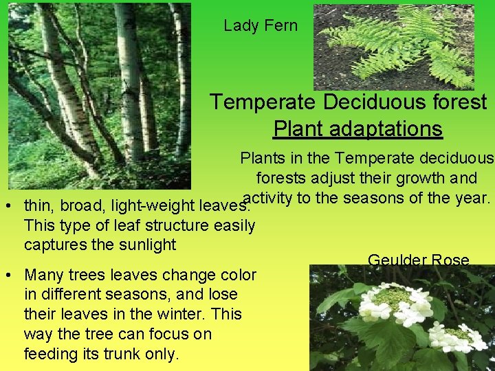 Lady Fern Temperate Deciduous forest Plant adaptations Plants in the Temperate deciduous forests adjust