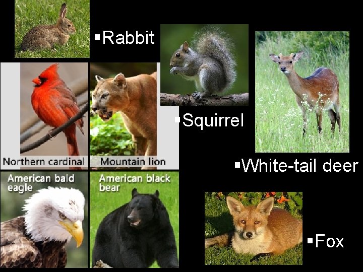 §Rabbit §Squirrel §White-tail deer §Fox 