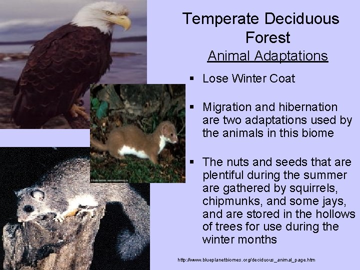 Temperate Deciduous Forest Animal Adaptations § Lose Winter Coat § Migration and hibernation are