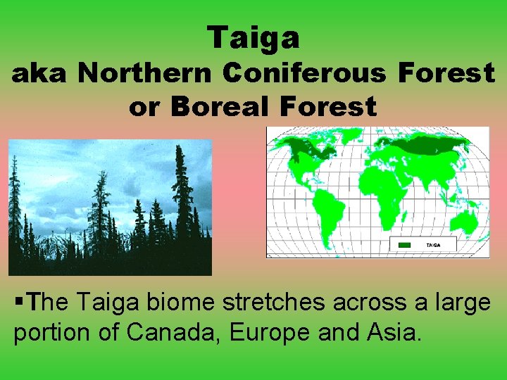 Taiga aka Northern Coniferous Forest or Boreal Forest §The Taiga biome stretches across a