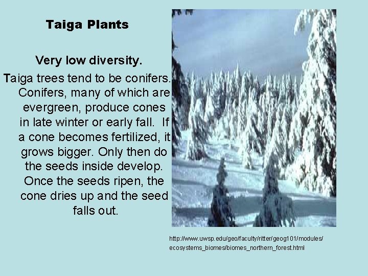 Taiga Plants Very low diversity. Taiga trees tend to be conifers. Conifers, many of