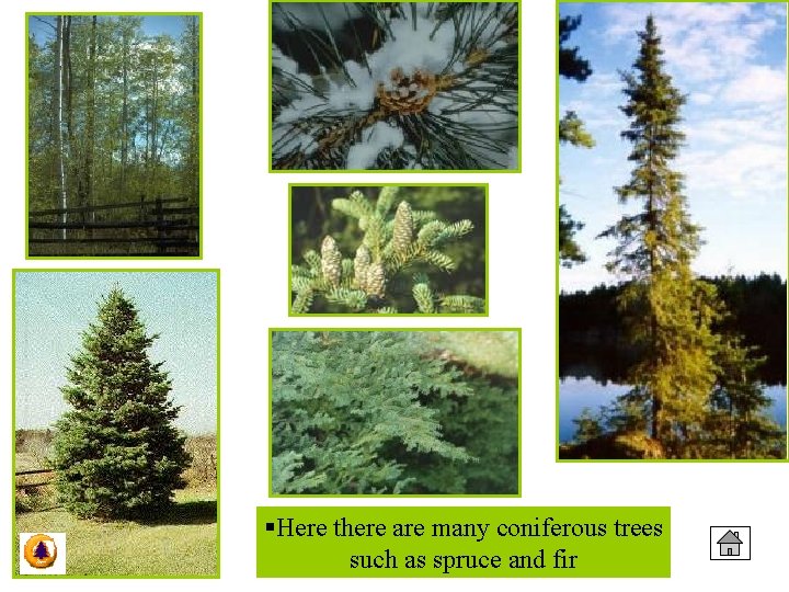 §Here there are many coniferous trees such as spruce and fir 