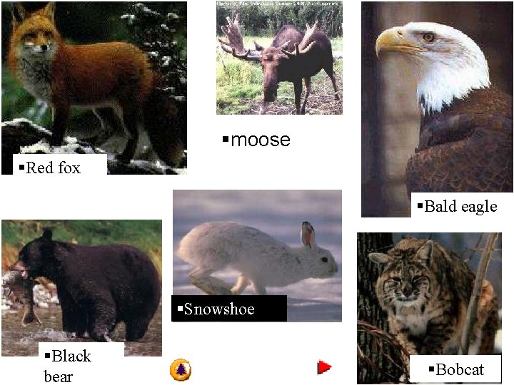 §moose §Red fox §Bald eagle §Snowshoe hare §Black bear §Bobcat 