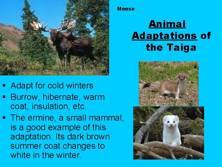 Moose Animal Adaptations of the Taiga § Adapt for cold winters § Burrow, hibernate,