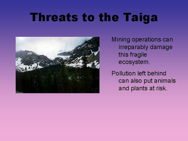 Threats to the Taiga Mining operations can irreparably damage this fragile ecosystem. Pollution left