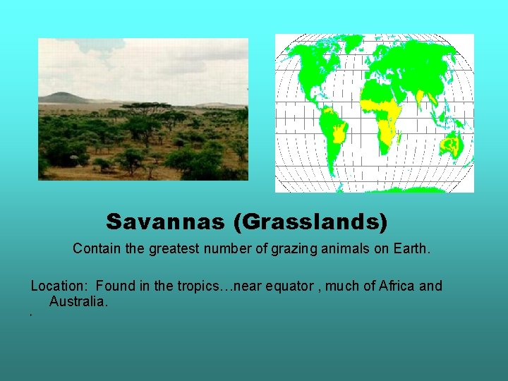 Savannas (Grasslands) Contain the greatest number of grazing animals on Earth. Location: Found in