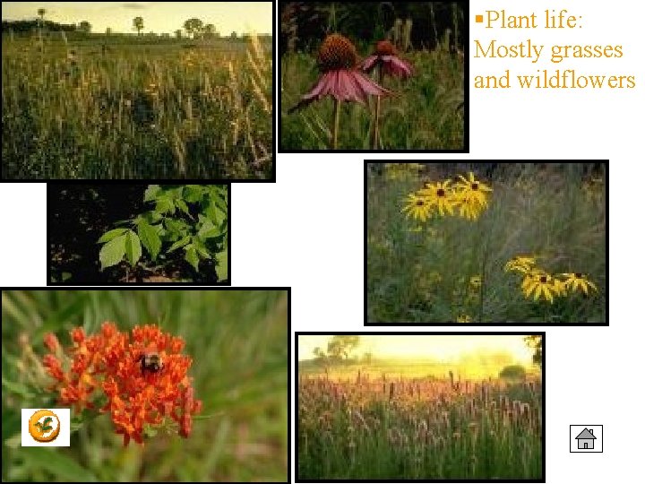 §Plant life: Mostly grasses and wildflowers 