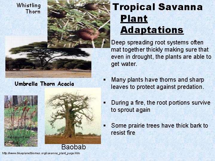 Tropical Savanna Plant Adaptations Whistling Thorn § Deep spreading root systems often mat together