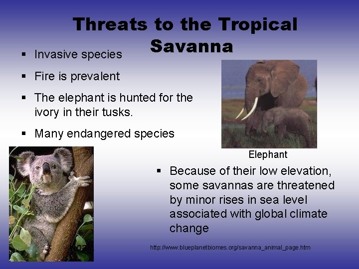 § Threats to the Tropical Savanna Invasive species § Fire is prevalent § The