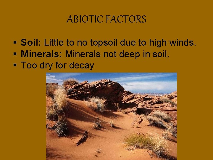 ABIOTIC FACTORS § Soil: Little to no topsoil due to high winds. § Minerals: