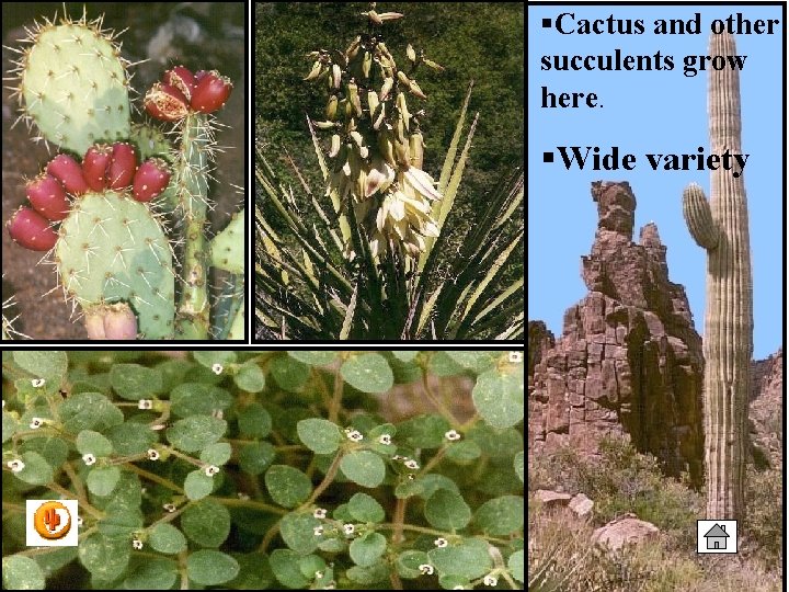 §Cactus and other succulents grow here. §Wide variety 