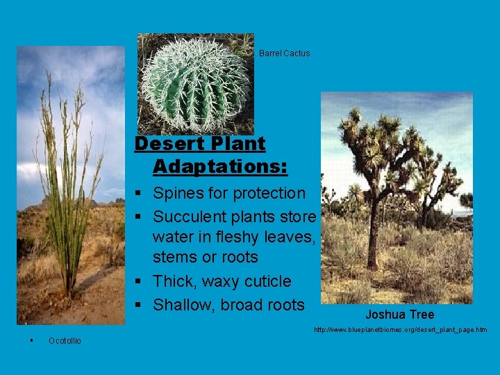 Barrel Cactus Desert Plant Adaptations: § Spines for protection § Succulent plants store water