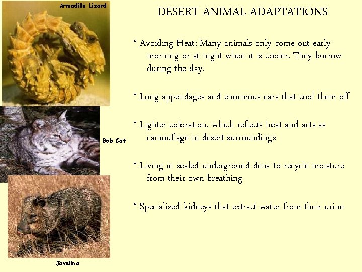 Armadillo Lizard DESERT ANIMAL ADAPTATIONS * Avoiding Heat: Many animals only come out early