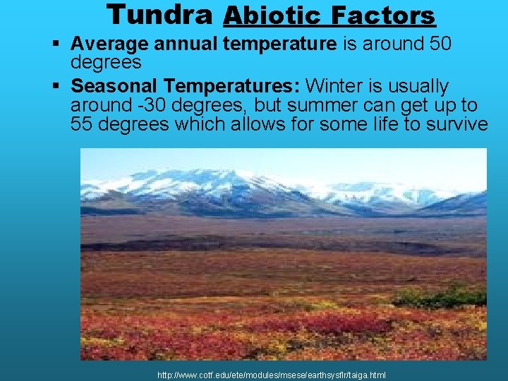 Tundra Abiotic Factors § Average annual temperature is around 50 degrees § Seasonal Temperatures:
