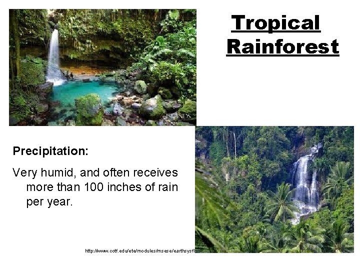 Tropical Rainforest Precipitation: Very humid, and often receives more than 100 inches of rain