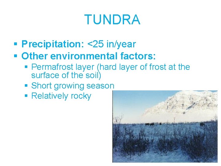 TUNDRA § Precipitation: <25 in/year § Other environmental factors: § Permafrost layer (hard layer