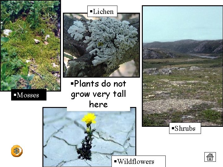 §Lichen s §Mosses §Plants do not grow very tall here §Shrubs §Wildflowers 