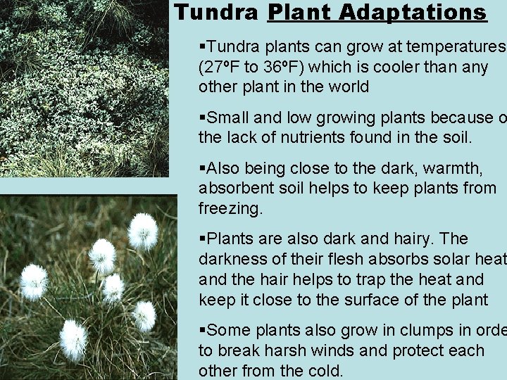 Tundra Plant Adaptations §Tundra plants can grow at temperatures (27ºF to 36ºF) which is