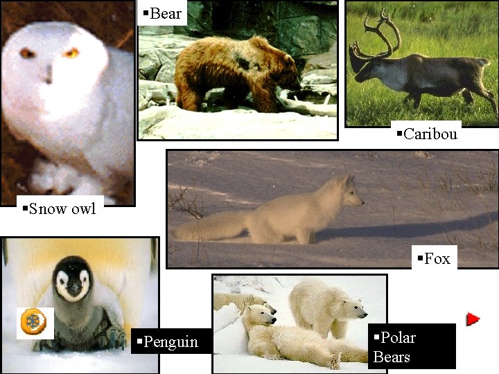 §Bear §Caribou §Snow owl §Fox §Penguin §Polar Bears 