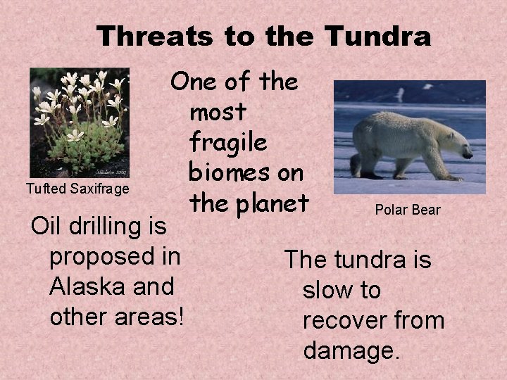 Threats to the Tundra Tufted Saxifrage One of the most fragile biomes on the