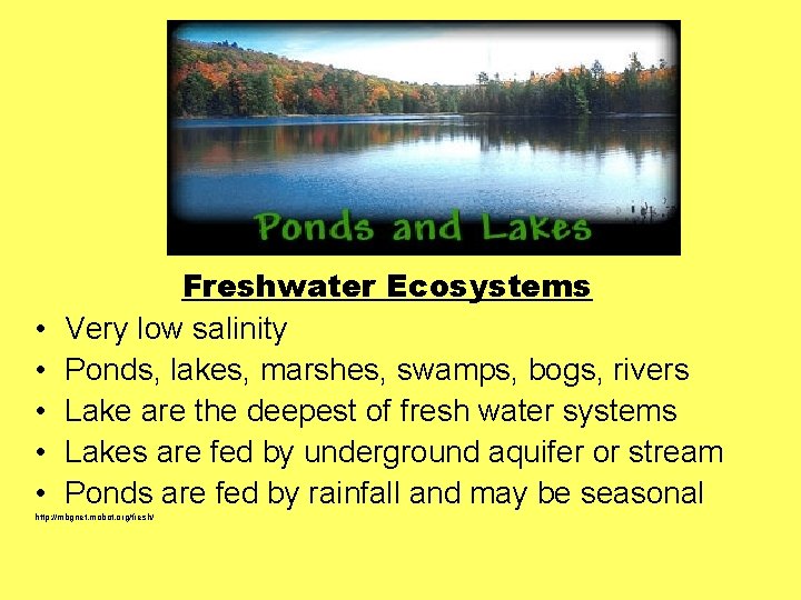  • • • Freshwater Ecosystems Very low salinity Ponds, lakes, marshes, swamps, bogs,