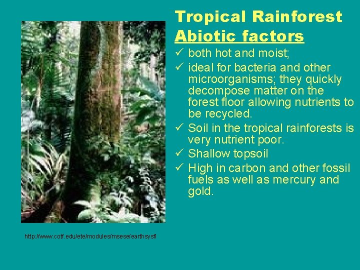 Tropical Rainforest Abiotic factors ü both hot and moist; ü ideal for bacteria and