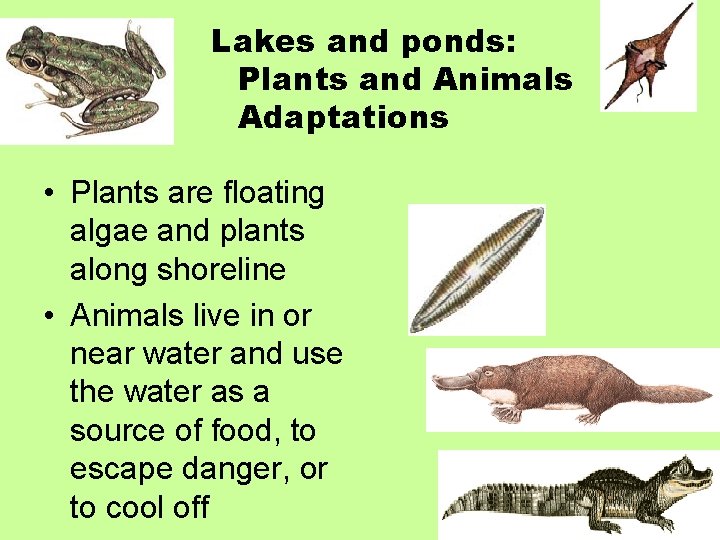 Lakes and ponds: Plants and Animals Adaptations • Plants are floating algae and plants