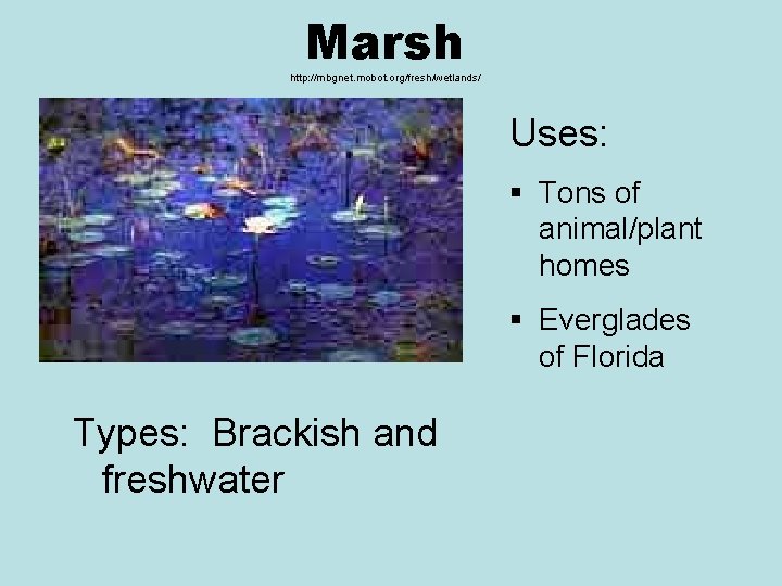 Marsh http: //mbgnet. mobot. org/fresh/wetlands/ Uses: § Tons of animal/plant homes § Everglades of