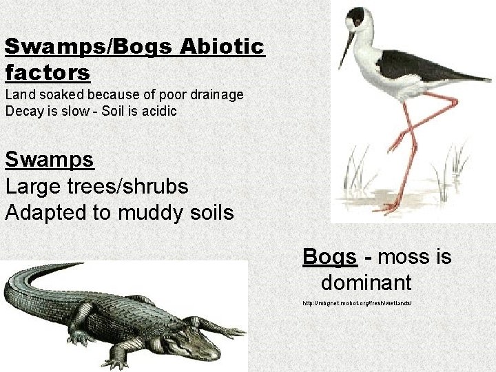 Swamps/Bogs Abiotic factors Land soaked because of poor drainage Decay is slow - Soil