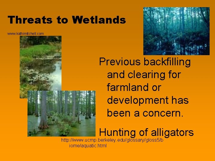 Threats to Wetlands www. kathimitchell. com Previous backfilling and clearing for farmland or development