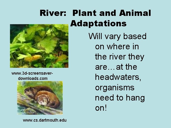 River: Plant and Animal Adaptations www. 3 d-screensaverdownloads. com www. cs. dartmouth. edu Will