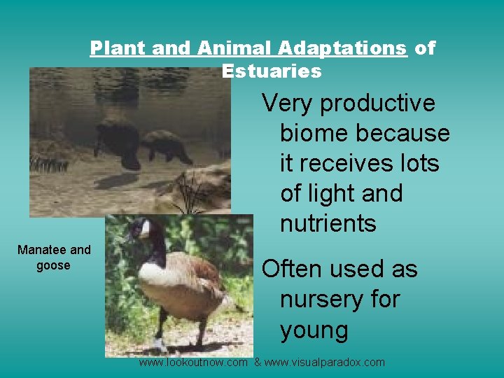 Plant and Animal Adaptations of Estuaries Very productive biome because it receives lots of