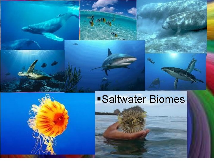 §Saltwater Biomes 