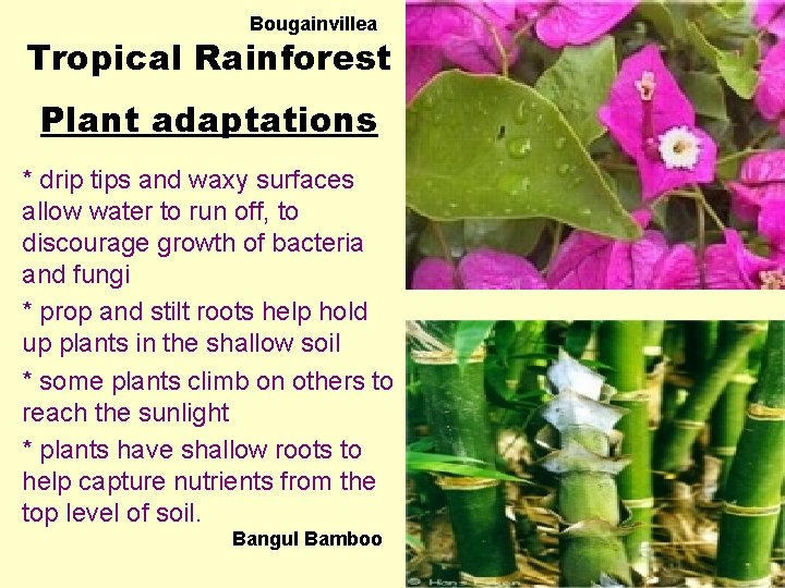 Bougainvillea Tropical Rainforest Plant adaptations * drip tips and waxy surfaces allow water to