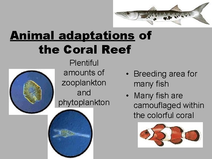 Animal adaptations of the Coral Reef Plentiful amounts of zooplankton and phytoplankton • Breeding