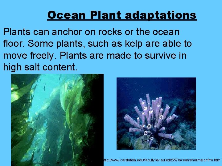 Ocean Plant adaptations Plants can anchor on rocks or the ocean floor. Some plants,
