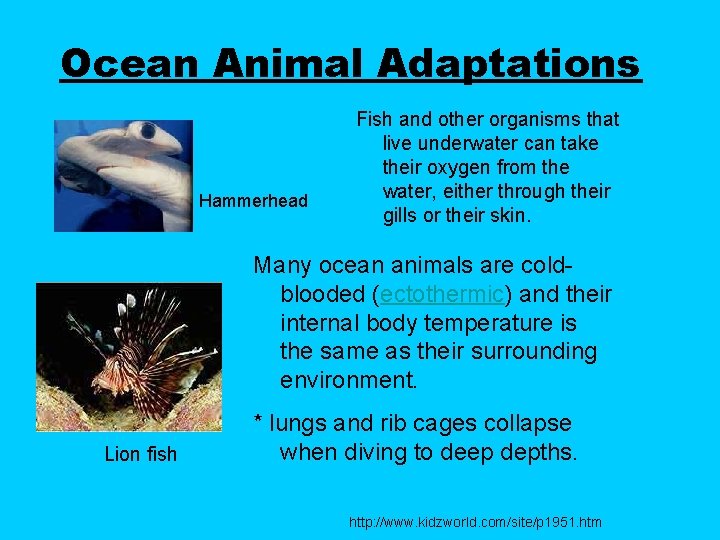 Ocean Animal Adaptations Hammerhead Fish and other organisms that live underwater can take their