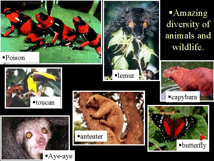 §Amazing diversity of animals and wildlife. §Poison frog §lemur §capybara §toucan §anteater §butterfly §Aye-aye
