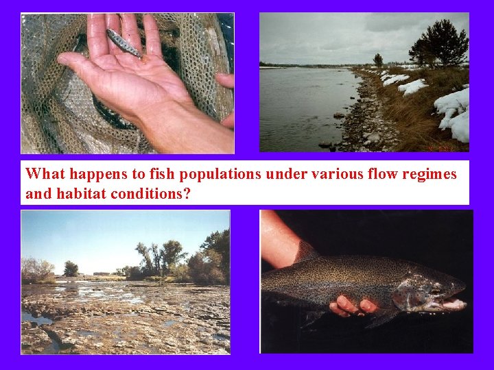 What happens to fish populations under various flow regimes and habitat conditions? 