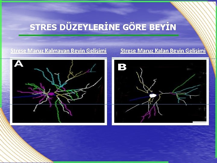 STRES DÜZEYLERİNE GÖRE BEYİN Strese Maruz Kalmayan Beyin Gelişimi Strese Maruz Kalan Beyin Gelişimi