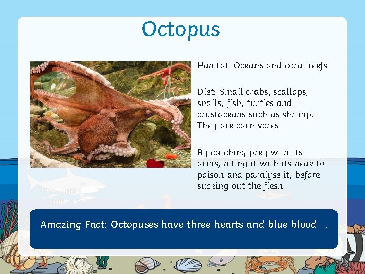 Octopus Habitat: Oceans and coral reefs. Diet: Small crabs, scallops, snails, fish, turtles and