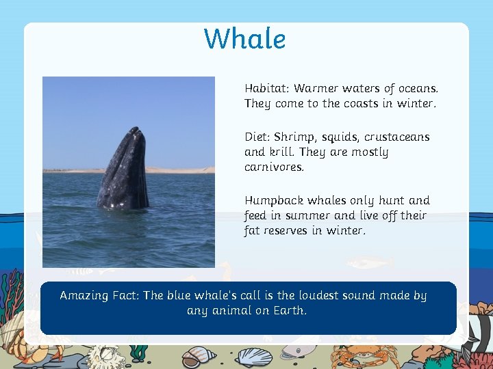Whale Habitat: Warmer waters of oceans. They come to the coasts in winter. Diet: