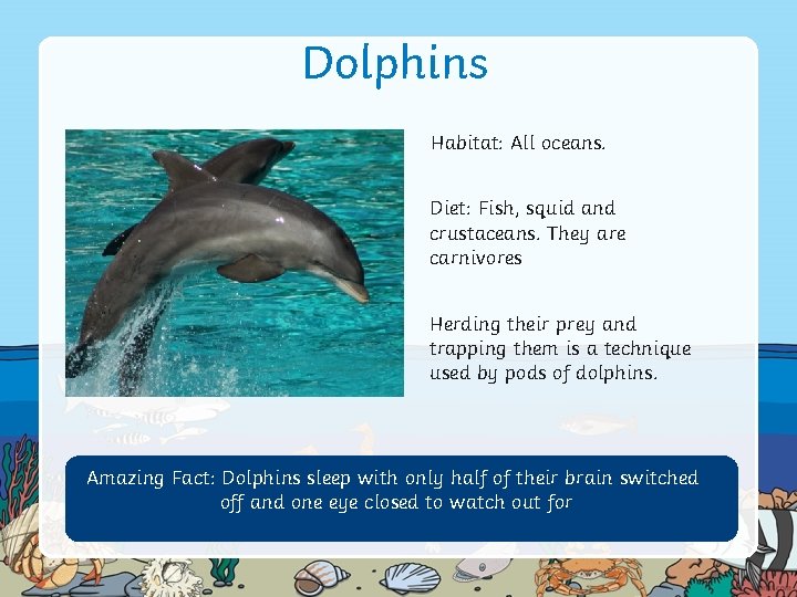 Dolphins Habitat: All oceans. Diet: Fish, squid and crustaceans. They are carnivores Herding their